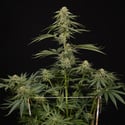 Lemon Cherry Gelato (Zamnesia Seeds) féminisée