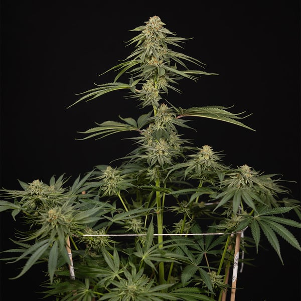 Lemon Cherry Gelato (Zamnesia Seeds) féminisée
