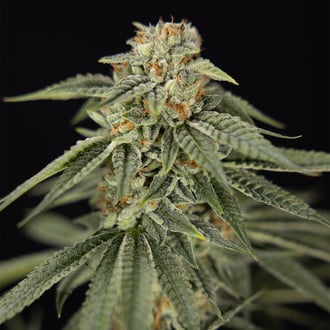 Lemon Cherry Gelato (Zamnesia Seeds) féminisée