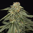 Lemon Cherry Gelato (Zamnesia Seeds) féminisée