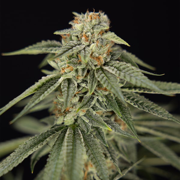 Lemon Cherry Gelato (Zamnesia Seeds) féminisée