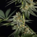 Lemon Cherry Gelato (Zamnesia Seeds) féminisée