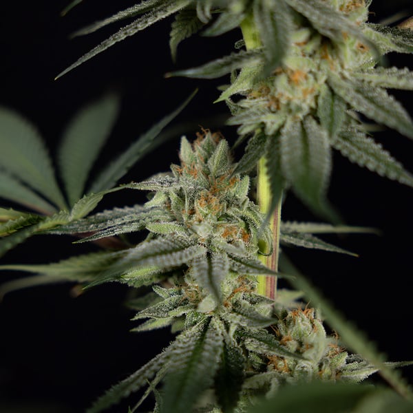 Lemon Cherry Gelato (Zamnesia Seeds) féminisée