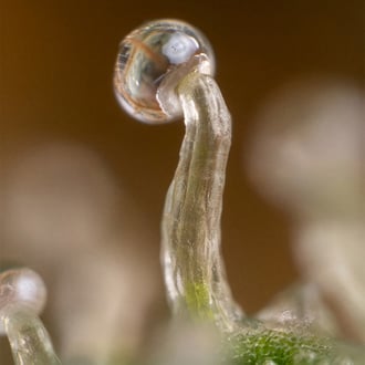Lemon Cherry Gelato (Zamnesia Seeds) féminisée