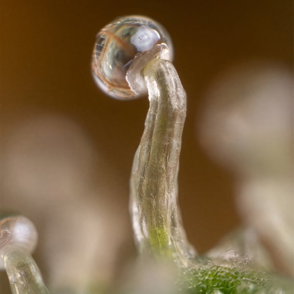 Lemon Cherry Gelato (Zamnesia Seeds) féminisée