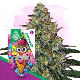 Lemon Cherry Gelato Automatic (Zamnesia Seeds) féminisée