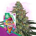 Lemon Cherry Gelato Automatic (Zamnesia Seeds) féminisée