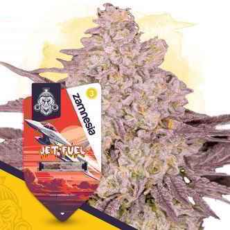 Jet Fuel (Zamnesia Seeds) féminisée