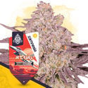 Jet Fuel (Zamnesia Seeds) féminisée