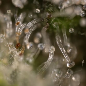 Jet Fuel (Zamnesia Seeds) féminisée