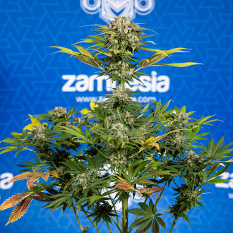 Jet Fuel (Zamnesia Seeds) féminisée