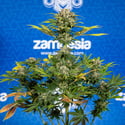 Jet Fuel (Zamnesia Seeds) féminisée