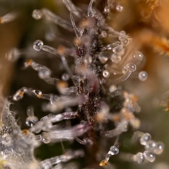 Jet Fuel (Zamnesia Seeds) féminisée