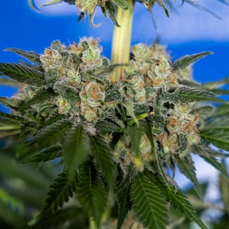 Jet Fuel (Zamnesia Seeds) féminisée