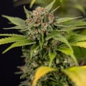 Jet Fuel (Zamnesia Seeds) féminisée