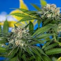 Jet Fuel (Zamnesia Seeds) féminisée