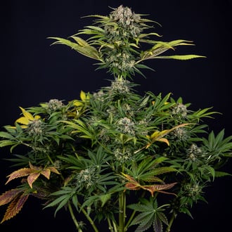 Jet Fuel (Zamnesia Seeds) féminisée