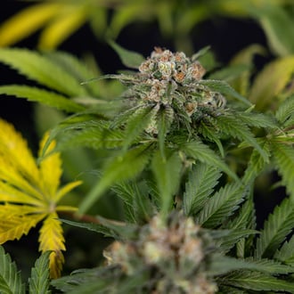 Jet Fuel (Zamnesia Seeds) féminisée