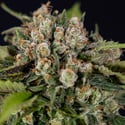 Jet Fuel (Zamnesia Seeds) féminisée