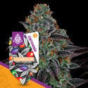 White Runtz Automatic (Zamnesia Seeds) féminisée