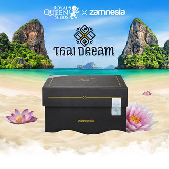 Thai Dream (Royal Queen Seeds x Zamnesia) féminisée
