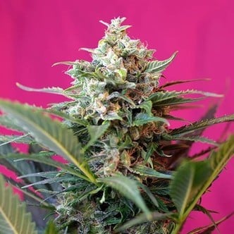 Big Devil XL Auto (Sweet Seeds) féminisée