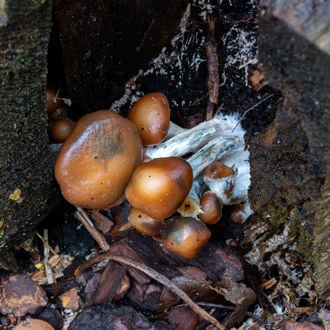 Seringue de culture liquide Psilocybe azurescens (Acid Shroomz)