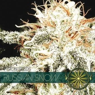 Russian Snow (Vision Seeds) féminisée