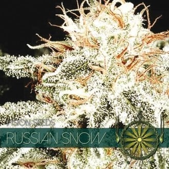 Russian Snow (Vision Seeds) féminisée