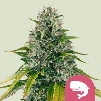 Royal Moby (Royal Queen Seeds) féminisée