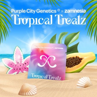 Tropical Treatz (Purple City Genetics x Zamnesia) féminisée