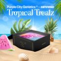 Tropical Treatz (Purple City Genetics x Zamnesia Seeds) féminisée