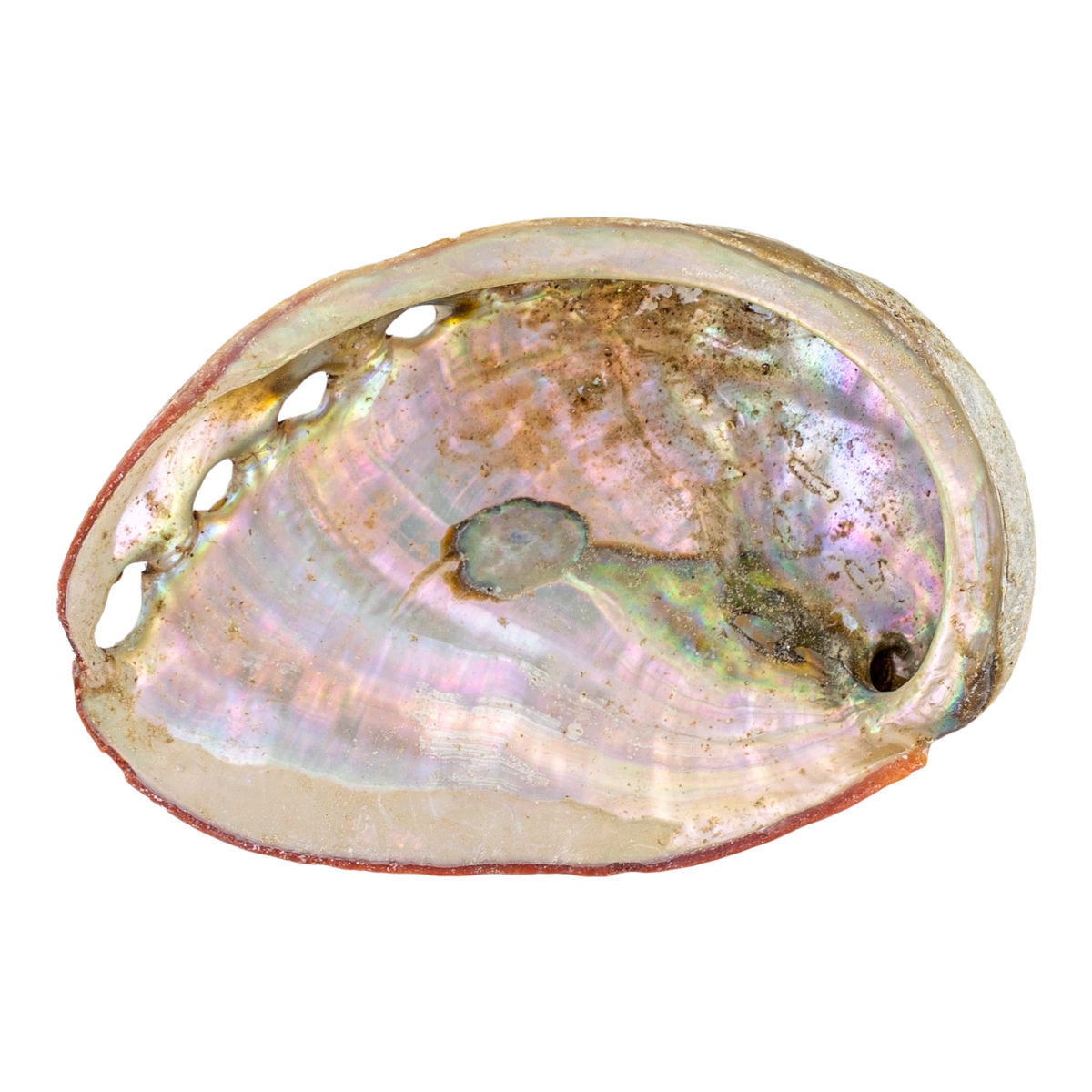 Coquille d'ormeau | Ondorama Bien être