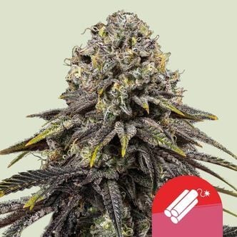 Dynamite Diesel (Royal Queen Seeds) féminisée