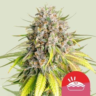 Punch Pie (Royal Queen Seeds) féminisée