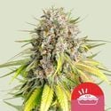 Punch Pie (Royal Queen Seeds) féminisée