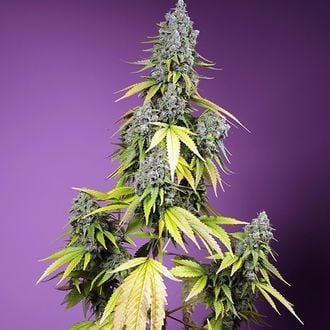 Jet Fuel Mandarine XL Auto (Sweet Seeds) féminisée