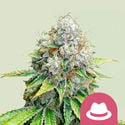 OG Kush (Royal Queen Seeds) féminisée