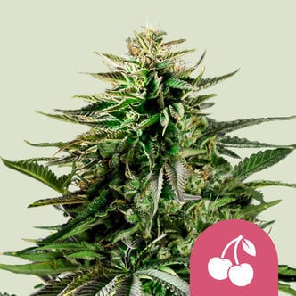 Cherry Pie (Royal Queen Seeds) féminisée