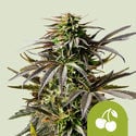 Cherry Pie Automatic (Royal Queen Seeds) féminisée