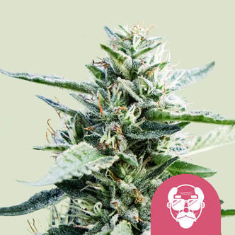 Granddaddy Purple (Royal Queen Seeds) féminisée