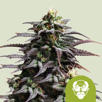 Granddaddy Purple Automatic (Royal Queen Seeds) féminisée