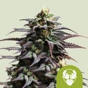 Granddaddy Purple Automatic (Royal Queen Seeds) féminisée