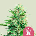 Pink Runtz (Royal Queen Seeds) féminisée