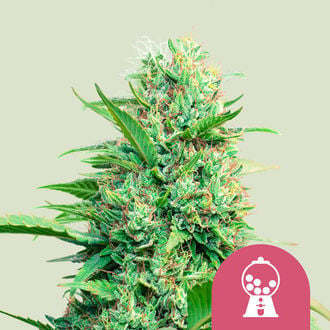 Pink Runtz Automatic (Royal Queen Seeds) Féminisée