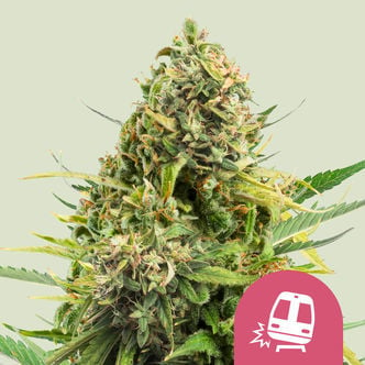 Trainwreck (Royal Queen Seeds) Féminisée