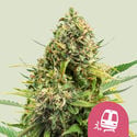 Trainwreck (Royal Queen Seeds) Féminisée