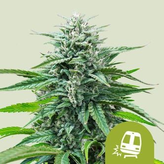 Trainwreck Automatic (Royal Queen Seeds) Féminisée