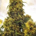 Critical Skunk (Mr. Nice) standard