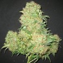 Critical Skunk (Mr. Nice) standard